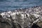 Common Murre and pelagic cormorants