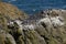 Common Murre and pelagic cormorants