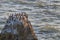 Common Murre Seabirds resting on the rocks