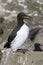 Common murre which carries a stone to nest