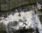 Common Murres on a rocky cliff