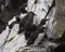 Common Murres on a rocky cliff