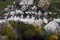 Common Murres on a rocky cliff