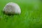 Common mushroom - button