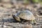 Common Musk Turtle shell, Georgia