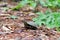 Common Musk Turtle, Sternotherus odoratus