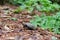 Common Musk Turtle, Sternotherus odoratus