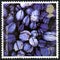 Common Mussels UK Postage Stamp