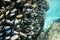 Common mussels underwater Atlantic ocean Spain