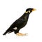 Common Myna - Acridotheres tristis