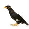 Common Myna - Acridotheres tristis