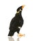 Common Myna - Acridotheres tristis