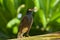 Common Myna (Acridotheres tristis)