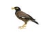 Common Myna Acridotheres tristis brown and black head starling bird carrying many worm meals for her baby in feeding