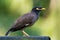 Common Myna - Acridotheres tristis or Indian myna , sometimes spelled mynah,member of the family Sturnidae starlings and mynas