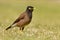 Common Myna - Acridotheres tristis or Indian myna , sometimes spelled mynah,member of the family Sturnidae starlings and mynas n