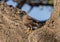 A common myna, acridotheres tristis standing in sunlight on a tree on the Big Island, Hawaii.