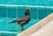 Common myna is bathed in the pool in Thailand