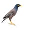 Common myna bird