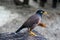 Common Myna bird, latin name Acridotheres Tristis Tristis, is sitting on the trunk. Bamboo island, Thailand