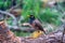 Common Myna bird, latin name Acridotheres Tristis Tristis, is sitting on the trunk. Bamboo island, Thailand
