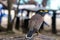 Common Myna bird, latin name Acridotheres Tristis Tristis, is sitting on the trunk. Bamboo island, Thailand