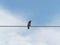 Common myna bird standing or perching on wire rope or cable sling with dry grass or straw in the mouth