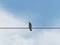 Common myna bird standing or perching on wire rope or cable sling with dry grass or straw in the mouth