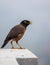 Common Myna Chirping