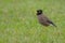 Common myna chirping