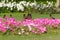 Common myna and flowerbed