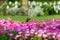 Common myna and flowerbed