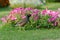 Common myna and flowerbed