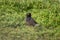 Common myna foraging on the ground