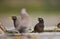 Common Myna on Grass (Acridotheres tristis)