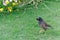 Common myna on green grass