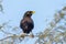 Common myna or Indian myna Acridotheres tristis close up in a tree