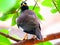 The common myna or Indian myna Acridotheres tristis, sometimes spelled mynah.