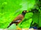 The common myna or Indian myna Acridotheres tristis, sometimes spelled mynah.