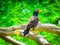 The common myna or Indian myna Acridotheres tristis, sometimes spelled mynah.