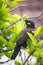 Common myna or indian myna, tropical bird