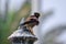 Common myna/Indian mynah