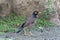 Common myna - Indian mynah, Acridotheres tristis