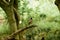 Common myna or Indian mynah Acridotheres tristis of Sturnidae starlings bird family spotted in a forest tree branch of