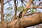 Common Myna, Indian mynah Acridotheres tristis on tree branch