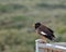 Common myna, mynah, Acridotheres tristis with the brown body, black hooded head and the bare yellow patch behind the eye. Nature