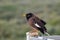 Common myna, mynah, Acridotheres tristis with the brown body, black hooded head and the bare yellow patch behind the eye. Nature