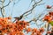 Common Myna Perching of Flame of the Forest Tree