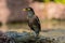 Common myna proudly walks through the grassy lawn of the hotel in Thailand