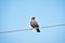 Common Myna sitting on electric wire